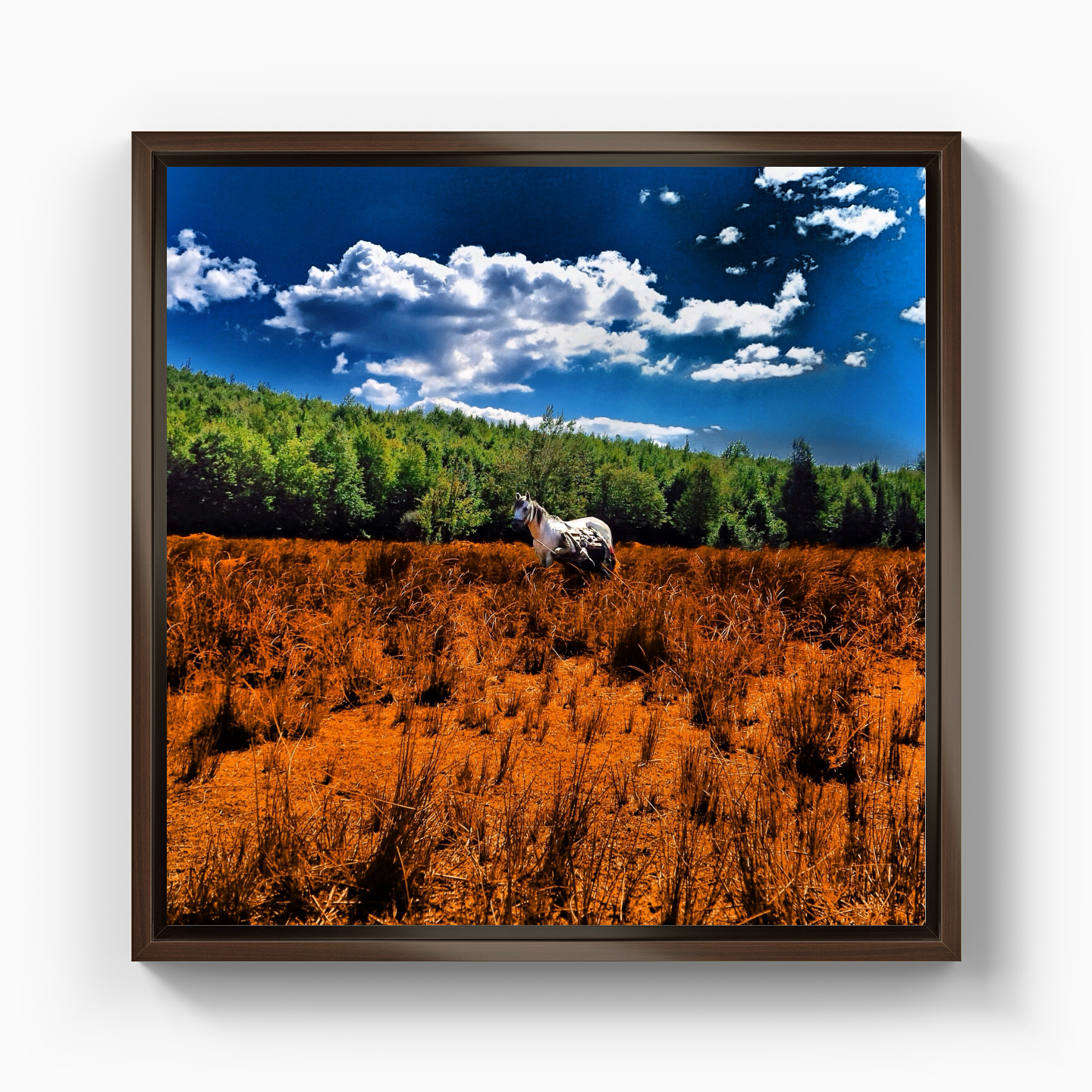 United colors of horse - Canvas Print