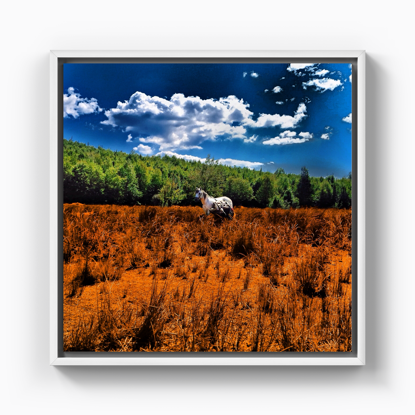 United colors of horse - Canvas Print