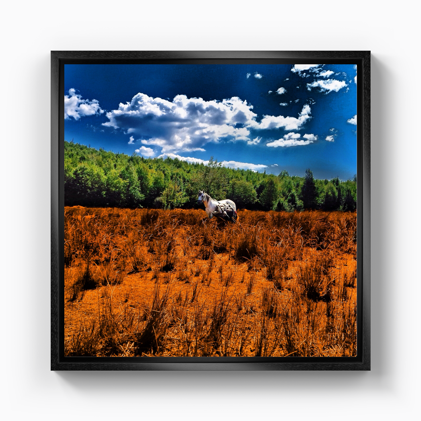 United colors of horse - Canvas Print