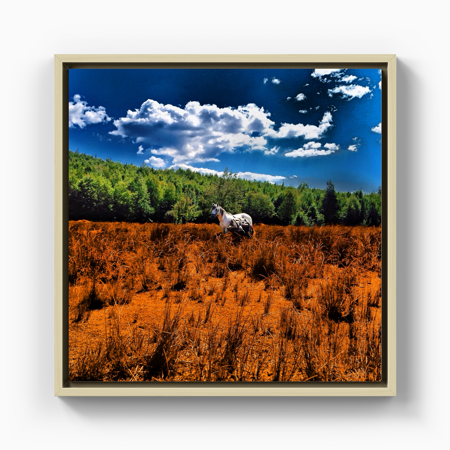 United colors of horse - Canvas Print