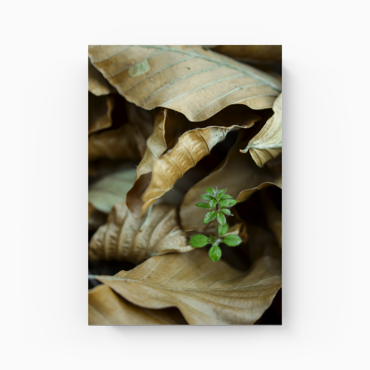 Life - Canvas Print