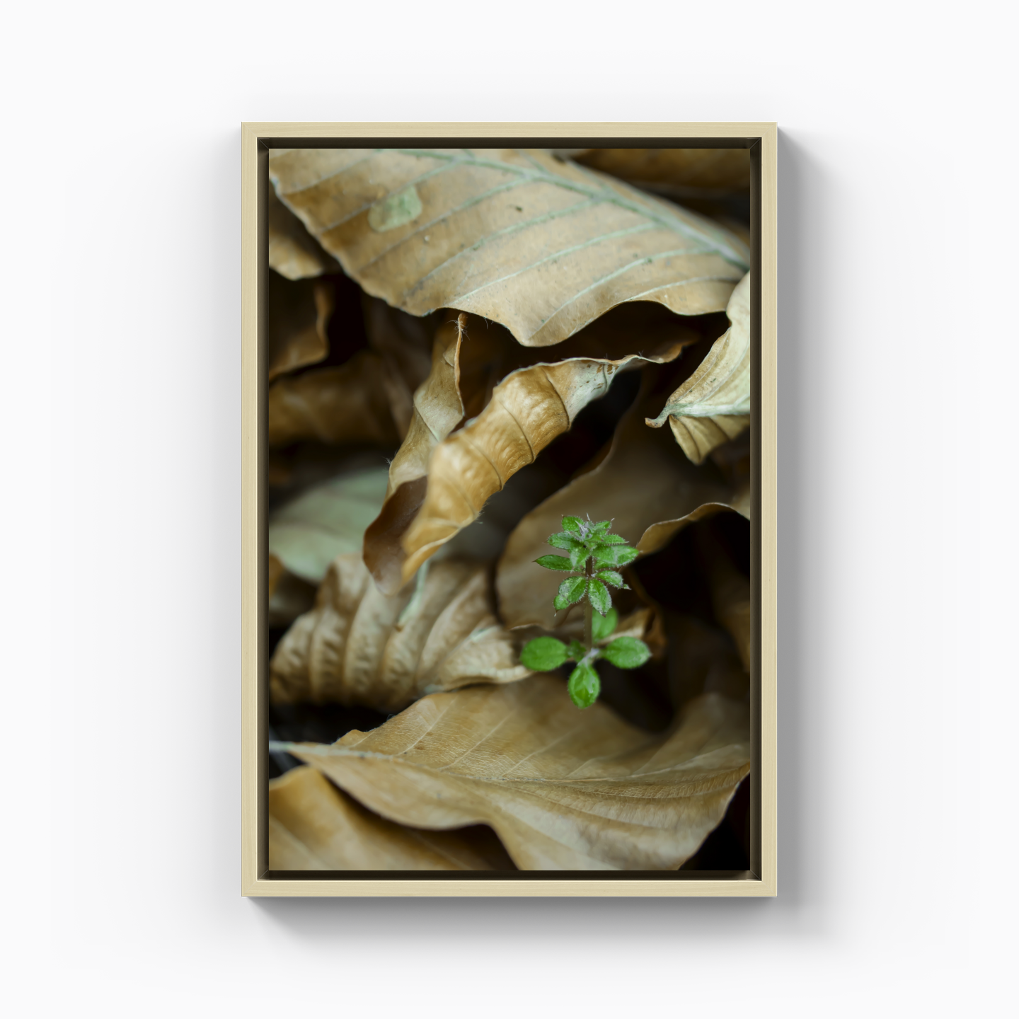 Life - Canvas Print