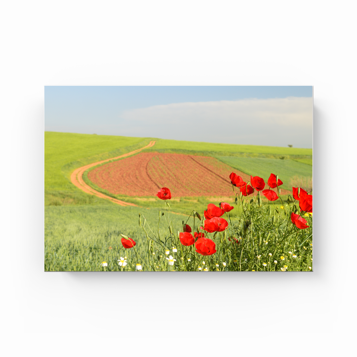 countryside landscape 5 - Canvas Painting