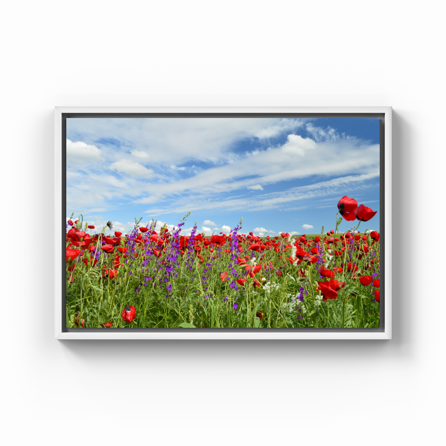 flowers poppies - Canvas Painting