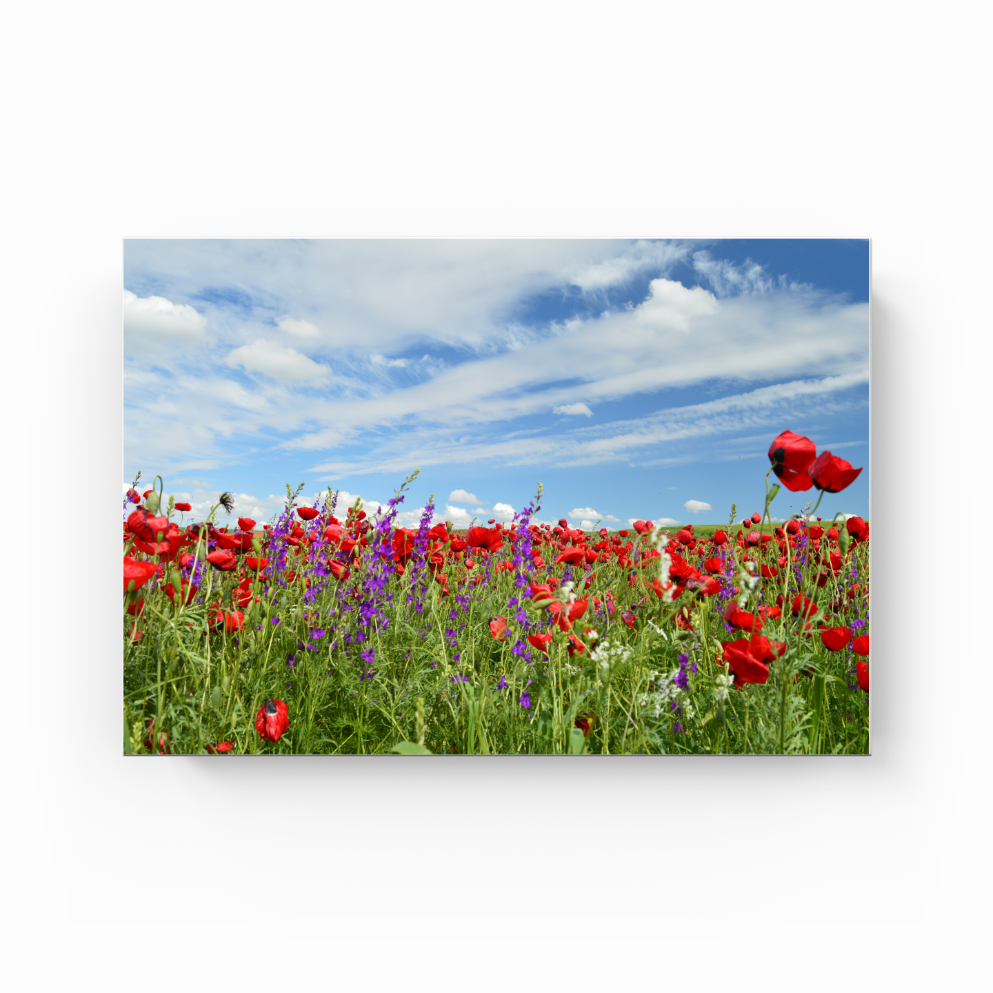 flowers poppies - Canvas Painting