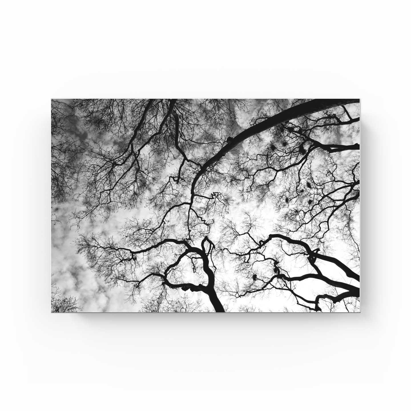 Trees - Canvas Painting