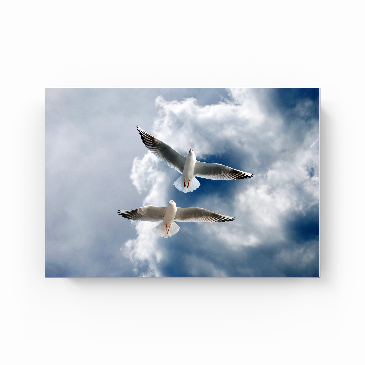 Seagulls - Canvas Painting