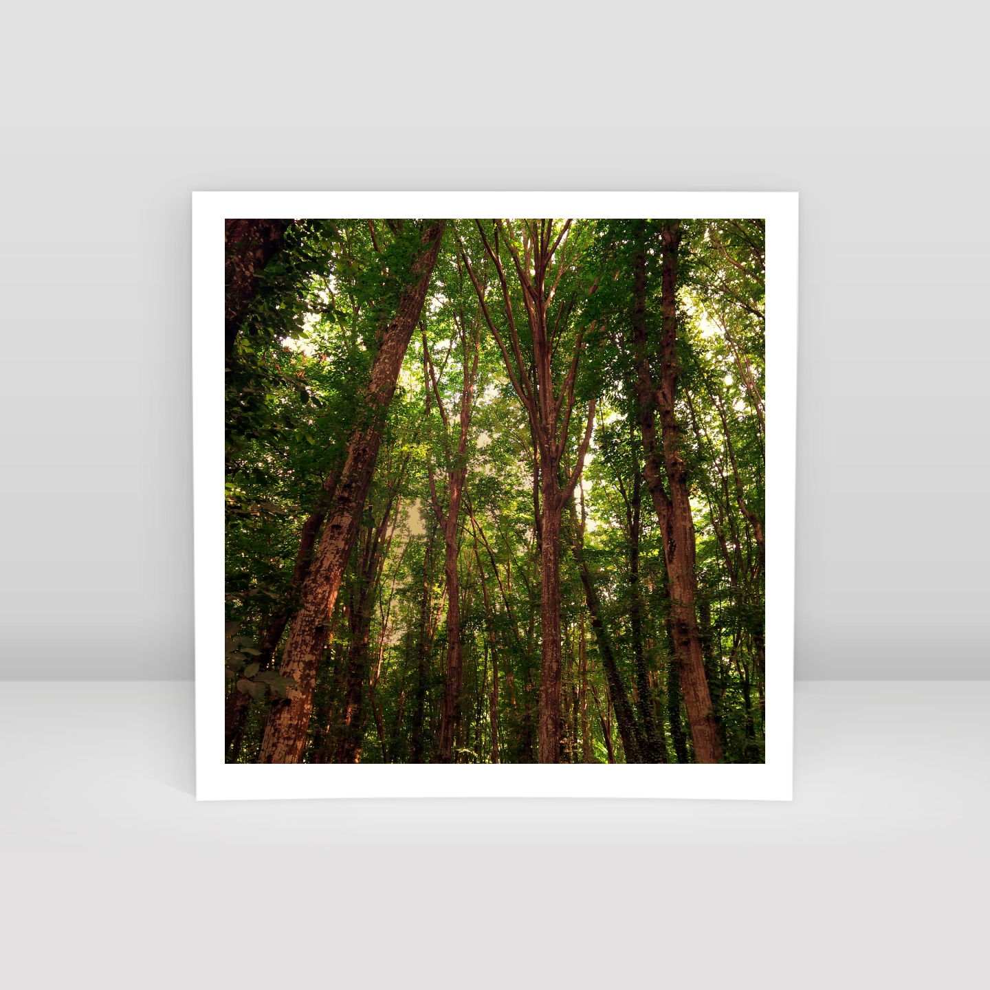 Trees - Art Print