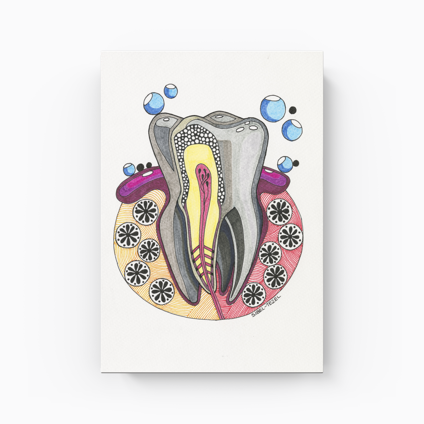 tooth anatomy - Kanvas Tablo