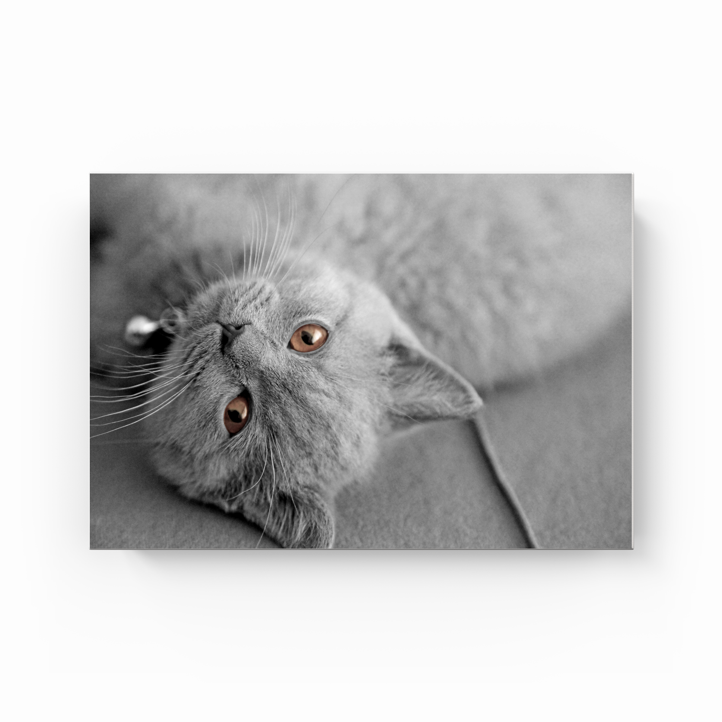 Bilbo the Cat - Canvas Print