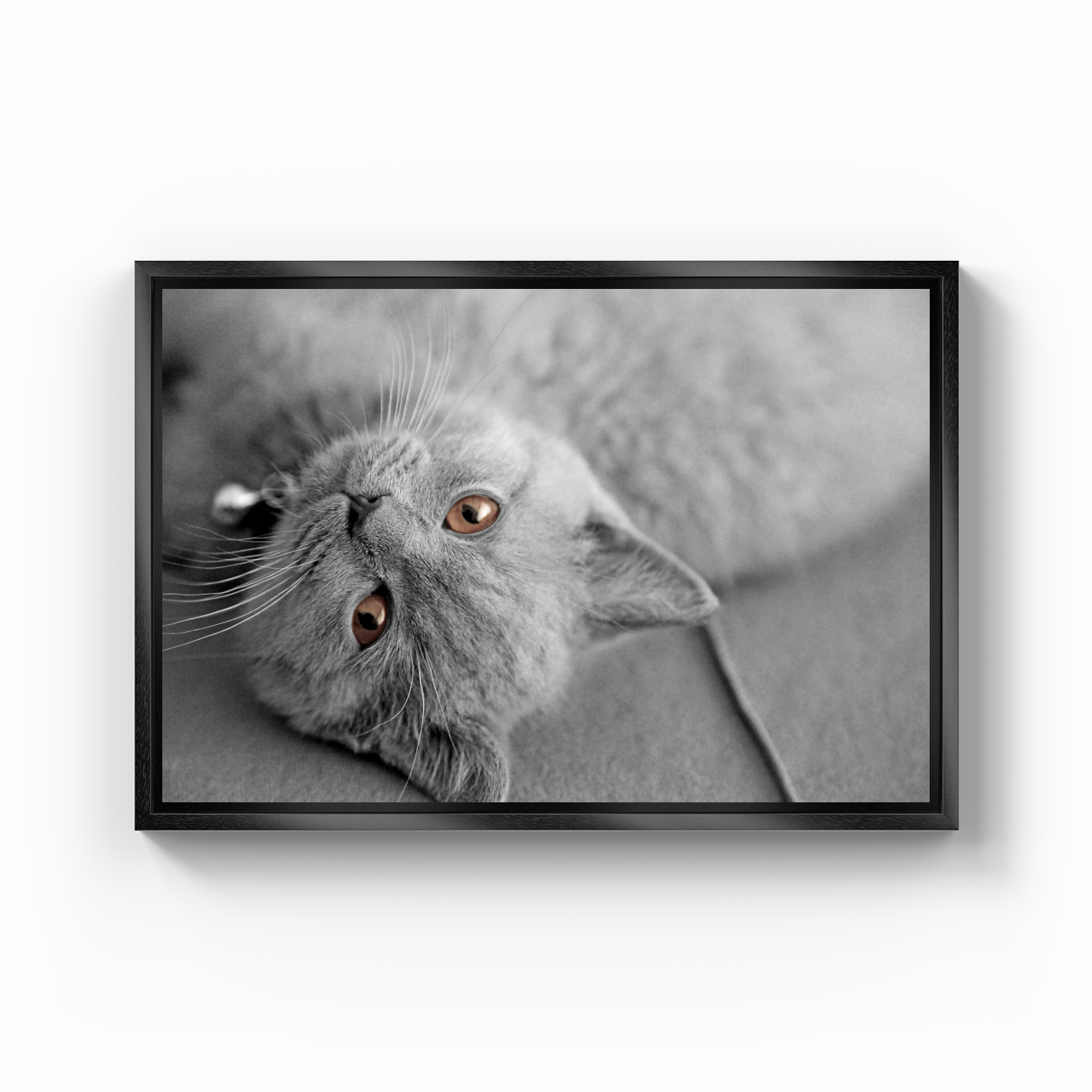 Bilbo the Cat - Canvas Print