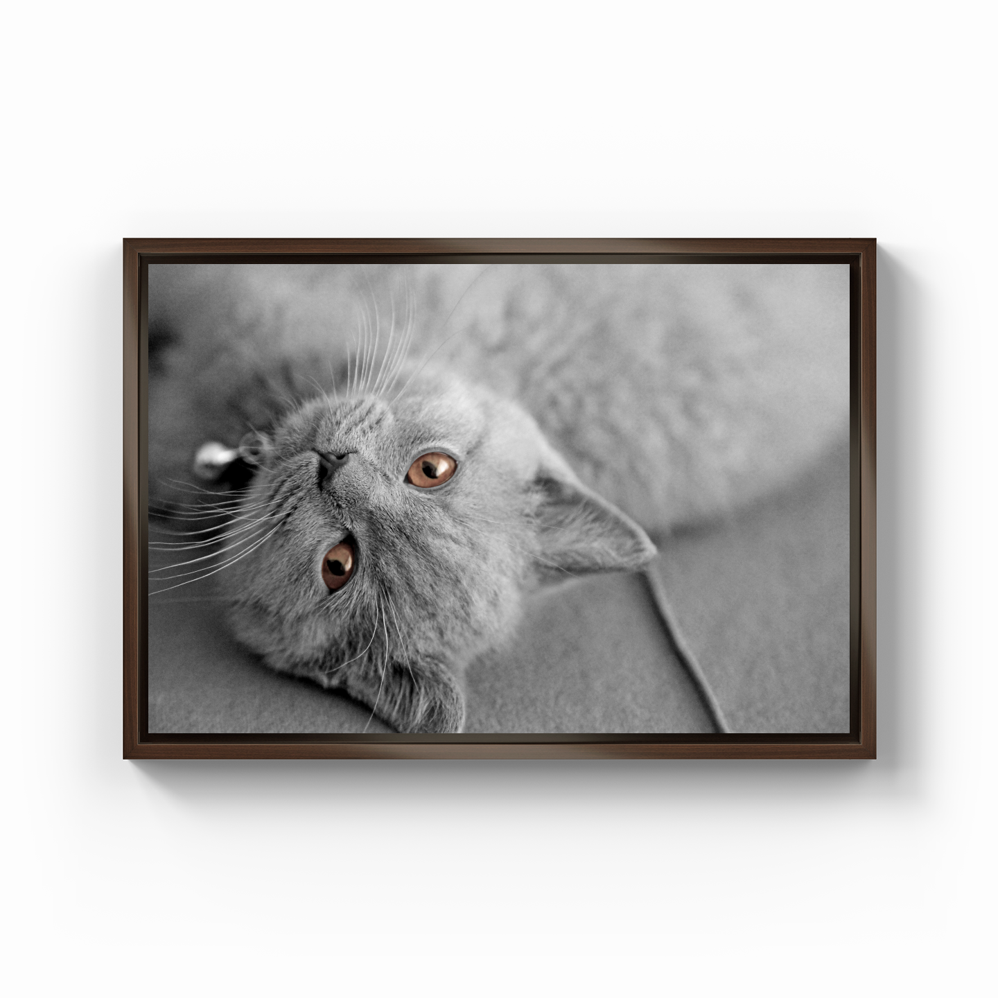 Bilbo the Cat - Canvas Print