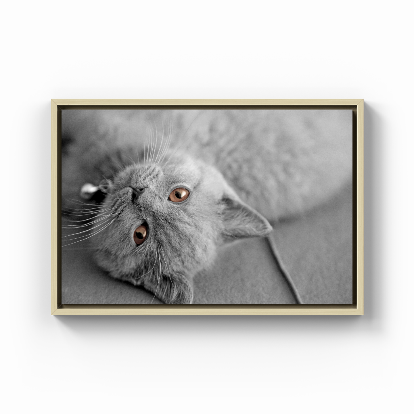 Bilbo the Cat - Canvas Print