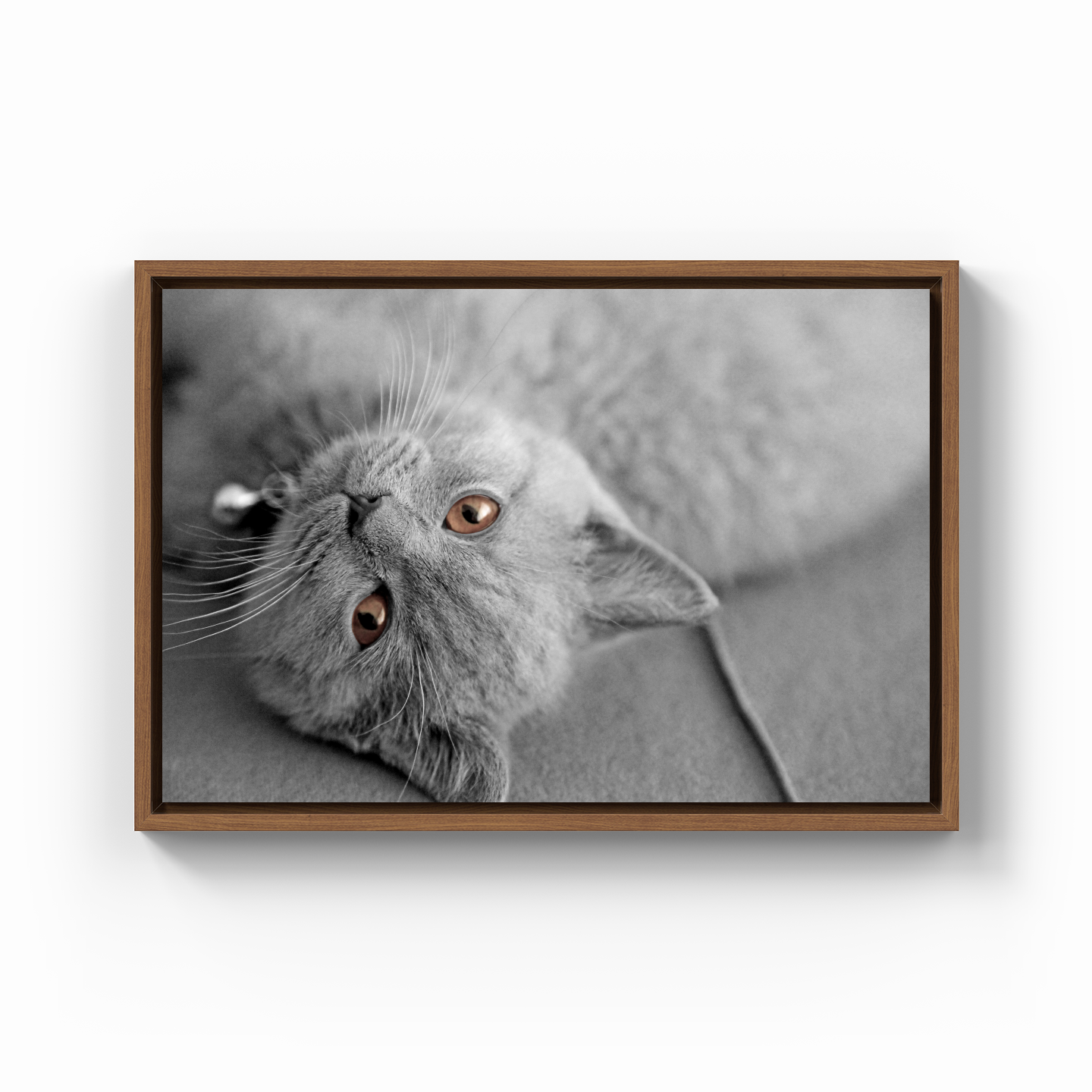 Bilbo the Cat - Canvas Print